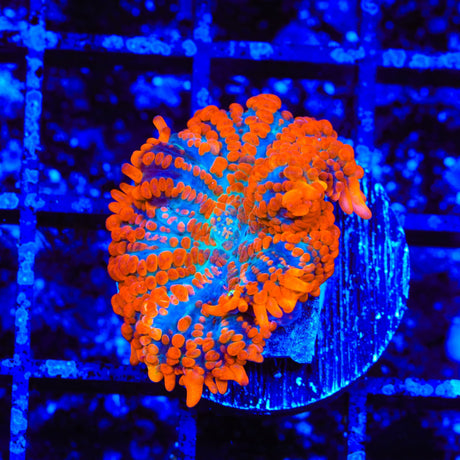 Ultimate Superman Mushroom Coral