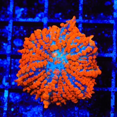 Ultimate Superman Mushroom Coral
