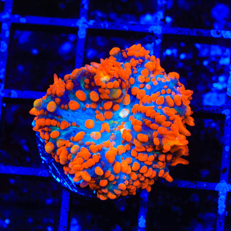Ultimate Superman Mushroom Coral