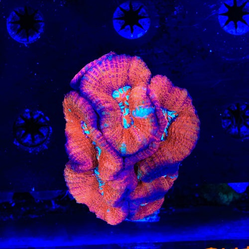 Ultra Acan Colony Coral