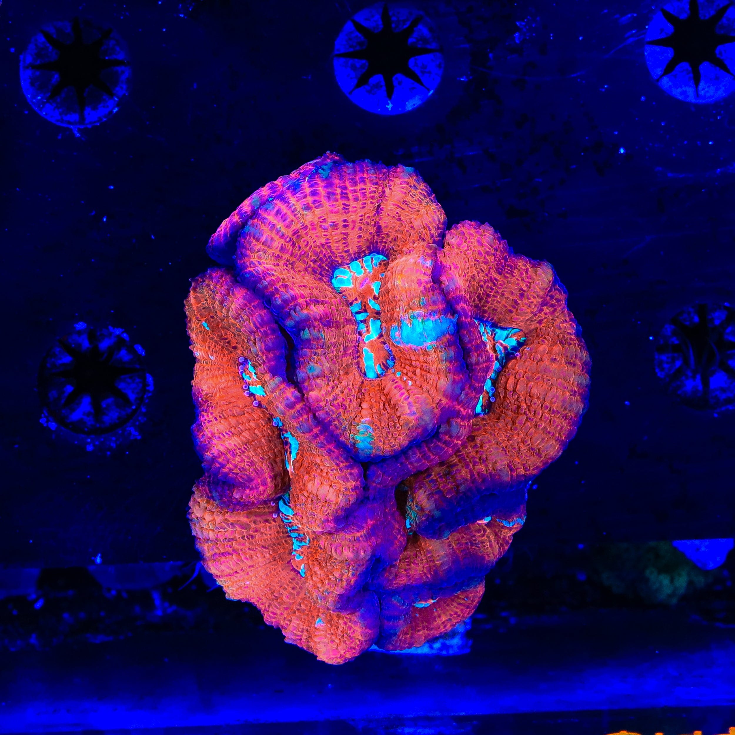 Ultra Acan Colony Coral
