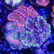Ultra Acan Colony Coral