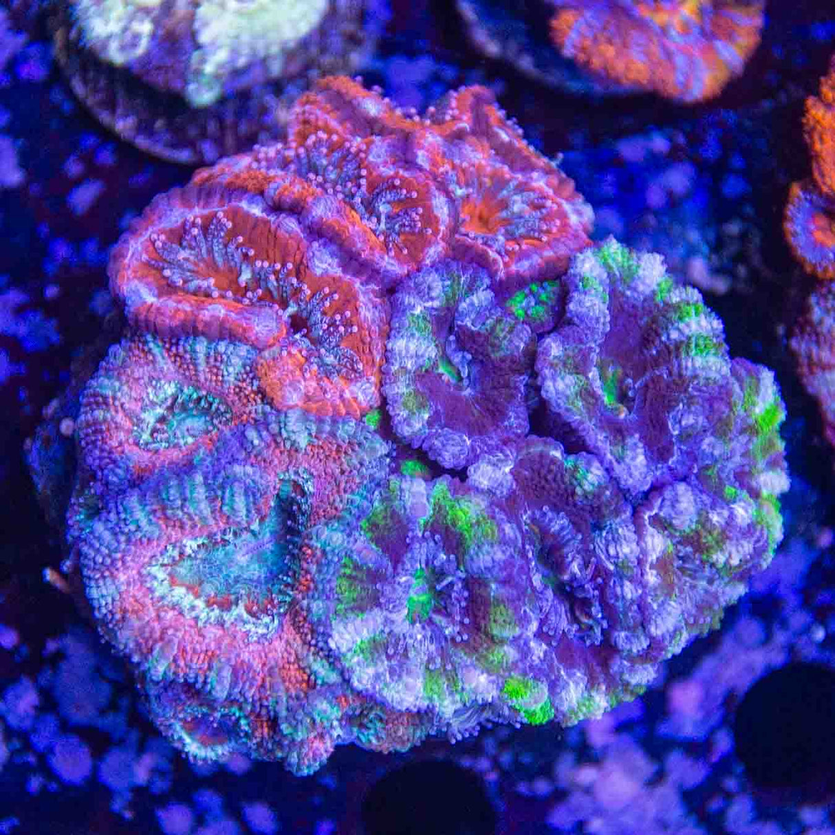 Ultra Acan Colony Coral