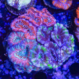 Ultra Acan Colony Coral