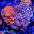 Ultra Acan Colony Coral
