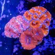 Ultra Acan Colony Coral