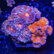 Ultra Acan Colony Coral