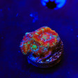 Ultra Acan Coral