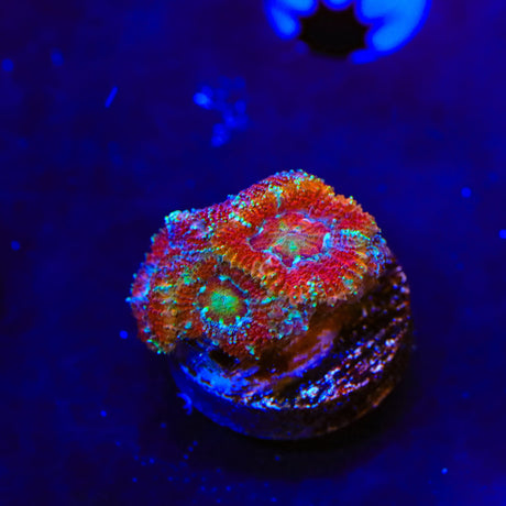 Ultra Acan Coral