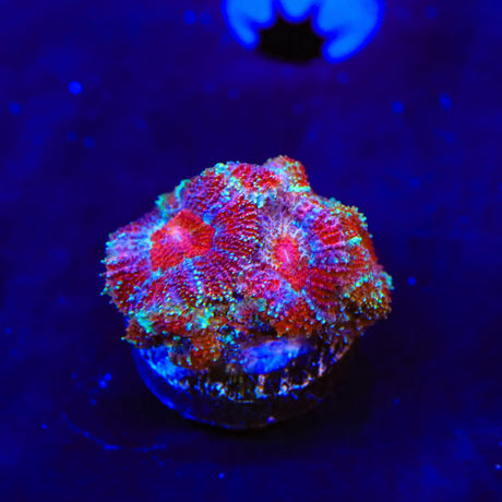 Ultra Acan Coral