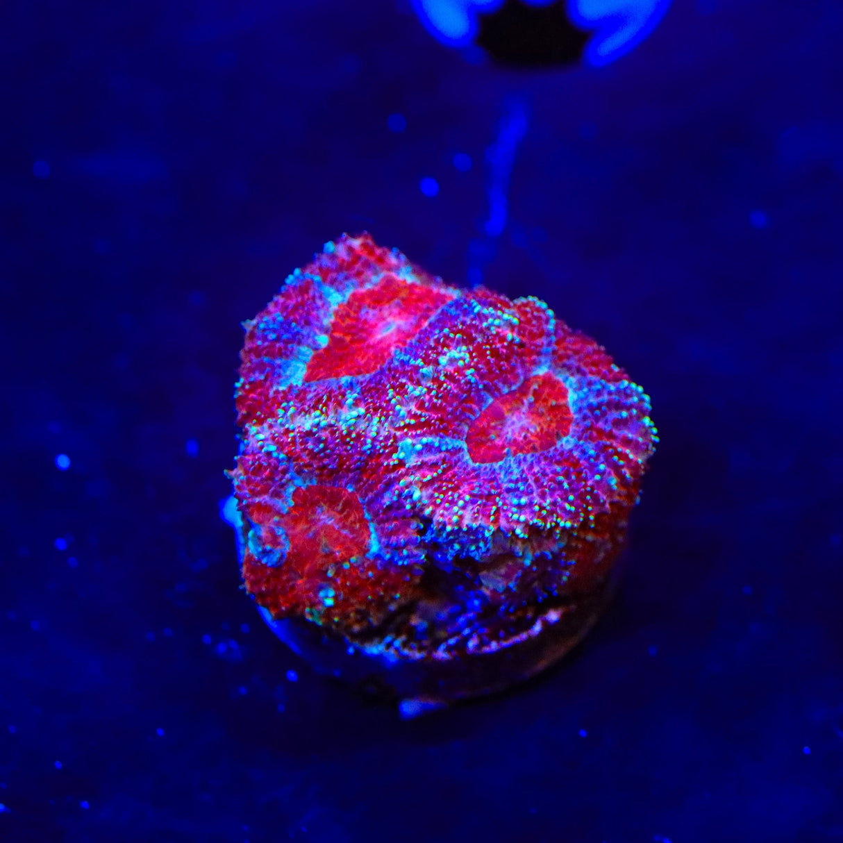 Ultra Acan Coral