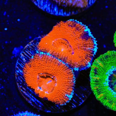 Ultra Acan Coral