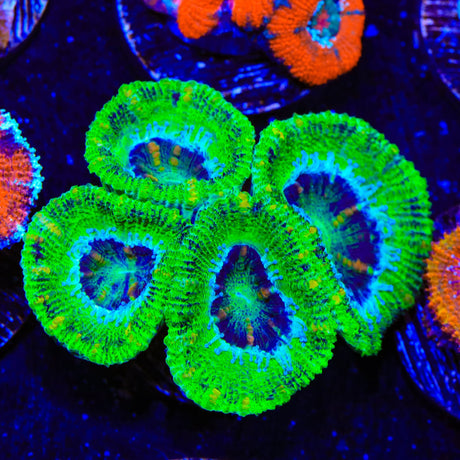 Ultra Acan Coral