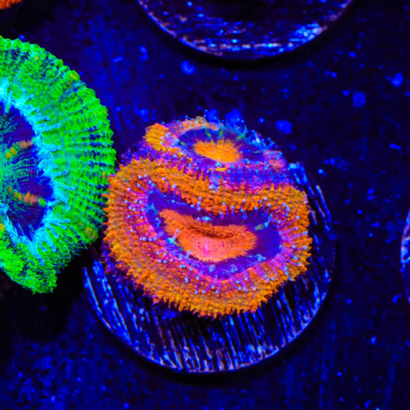 Ultra Acan Coral