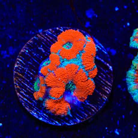 Ultra Acan Coral