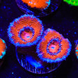 Ultra Acan Coral
