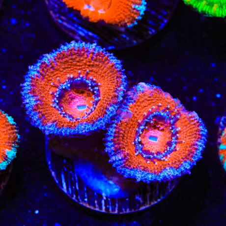 Ultra Acan Coral