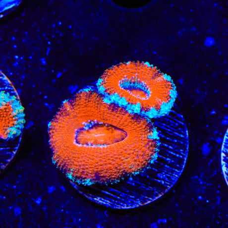 Ultra Acan Coral