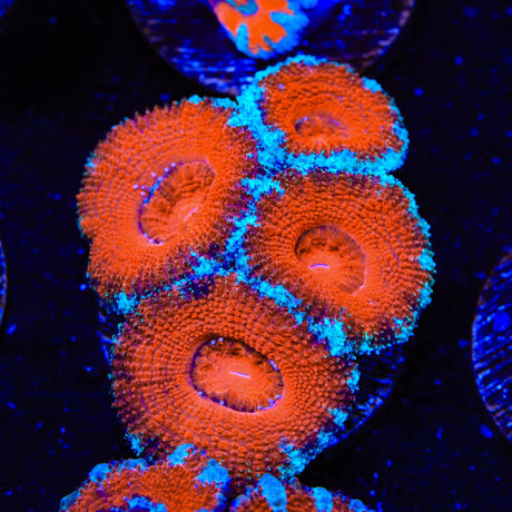 Ultra Acan Coral