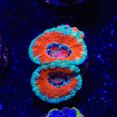 Ultra Acan Coral