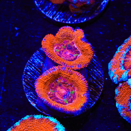 Ultra Acan Coral