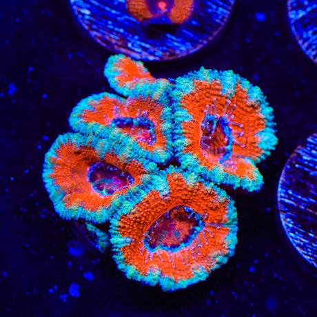 Ultra Acan Coral