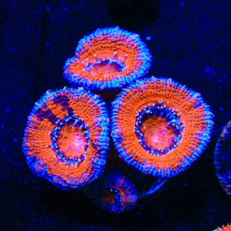 Ultra Acan Coral