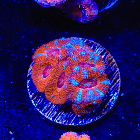 Ultra Acan Coral