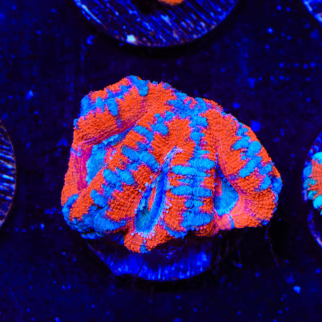 Ultra Acan Coral