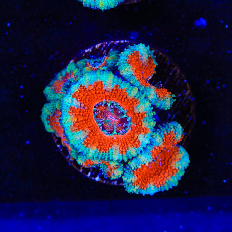 Ultra Acan Coral