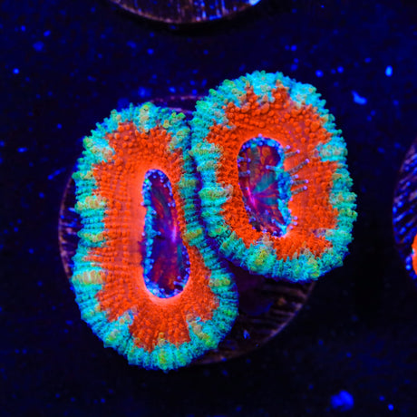 Ultra Acan Coral