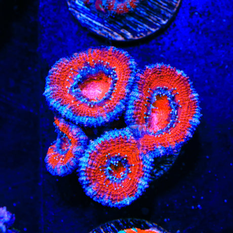 Ultra Acan Coral