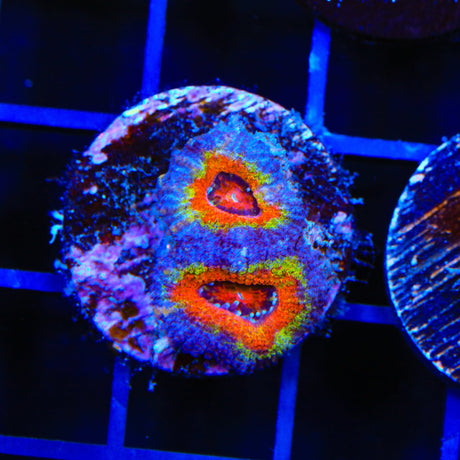 Ultra Acan Coral