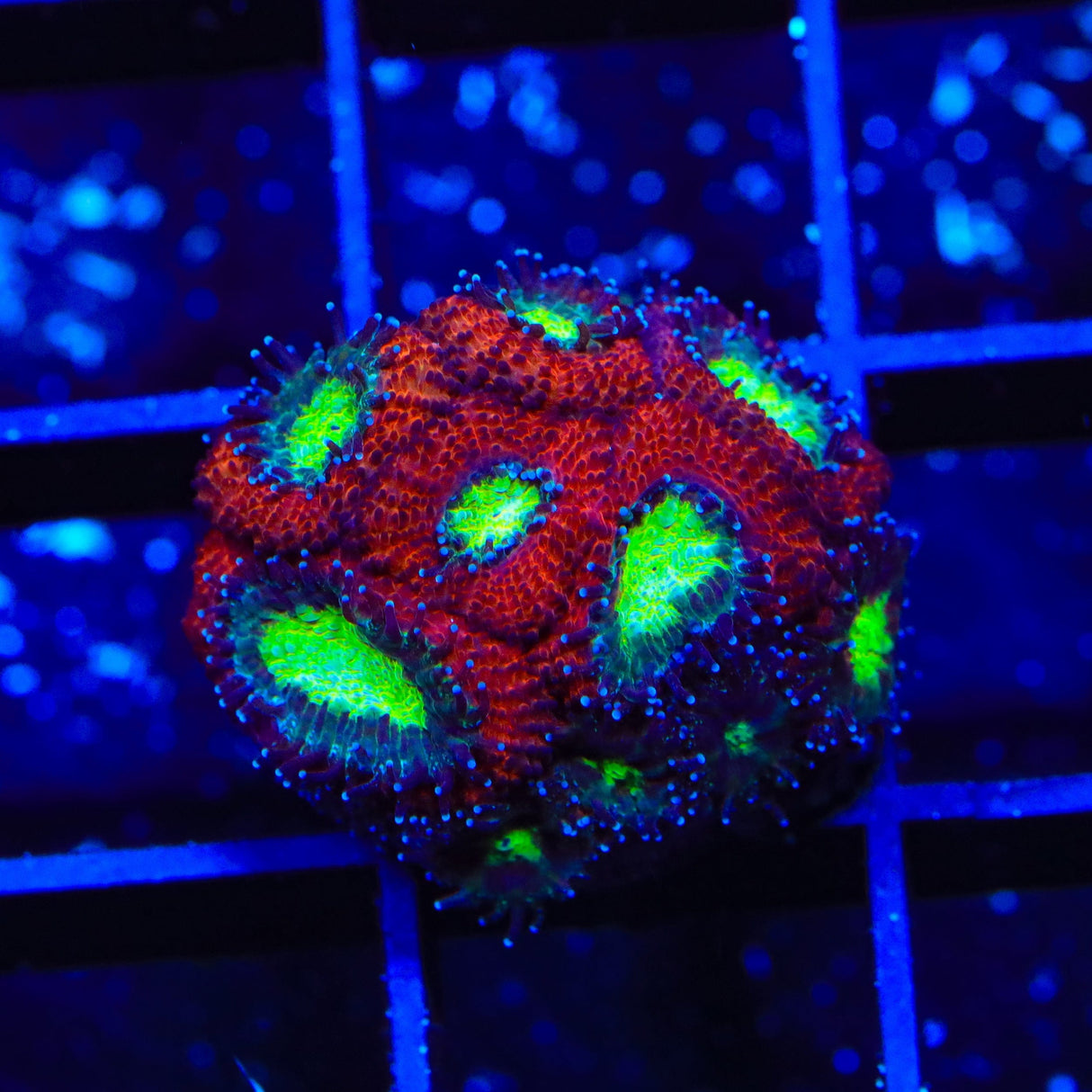 Ultra Acan Coral