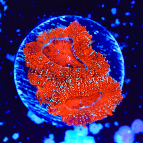 Ultra Acan Coral