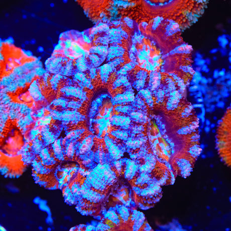 Ultra Acan Coral