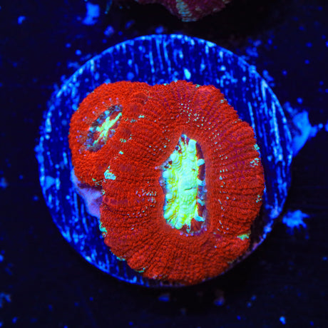 Ultra Acan Coral