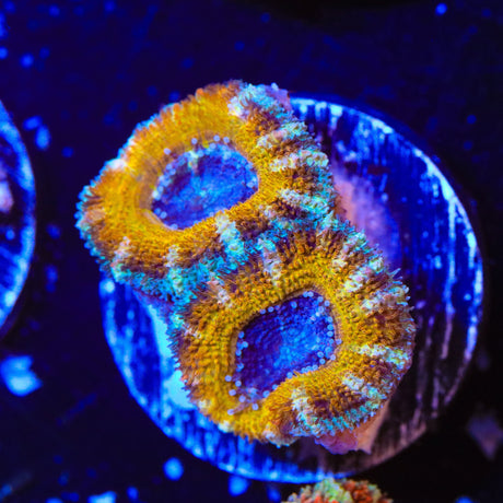 Ultra Acan Coral