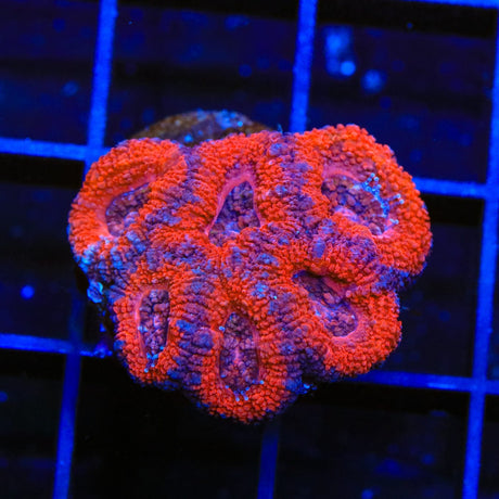 Ultra Acan Coral
