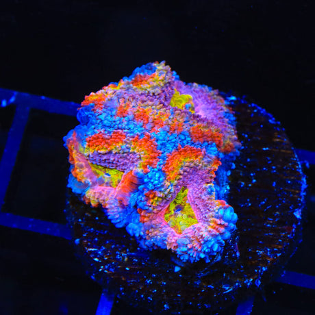 Ultra Acan Coral