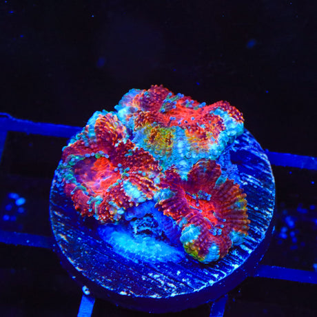 Ultra Acan Coral