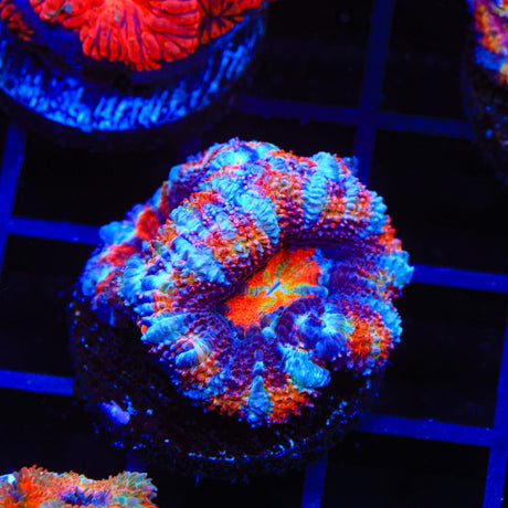Ultra Acan Coral