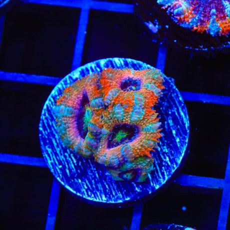 Ultra Acan Coral