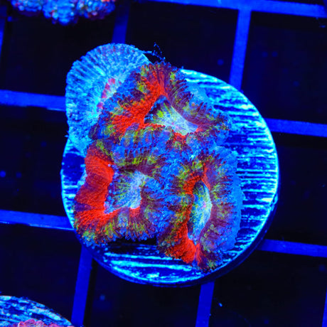 Ultra Acan Coral