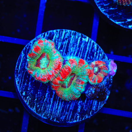 Ultra Acan Coral