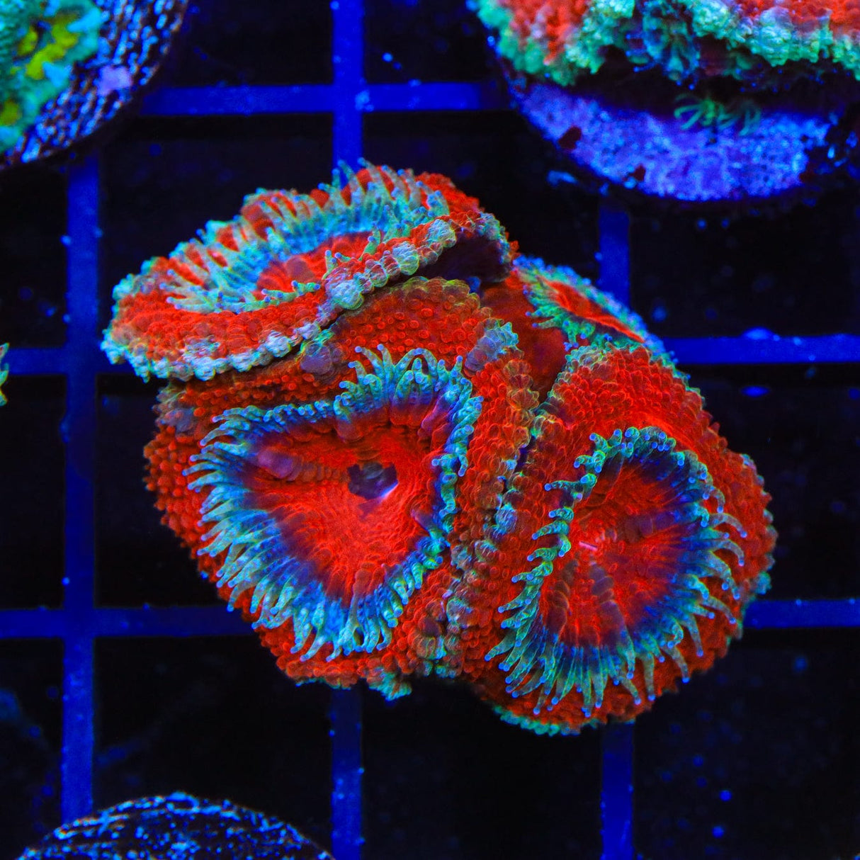 Ultra Acan Coral