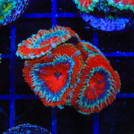 Ultra Acan Coral