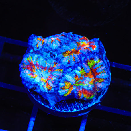 Ultra Acan Coral
