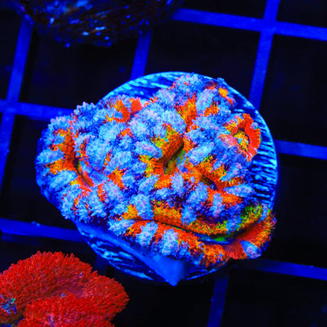 Ultra Acan Coral