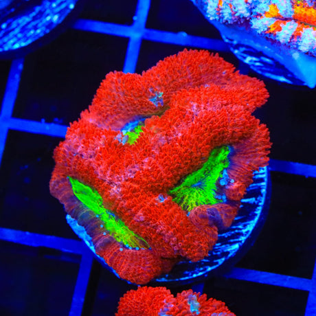 Ultra Acan Coral